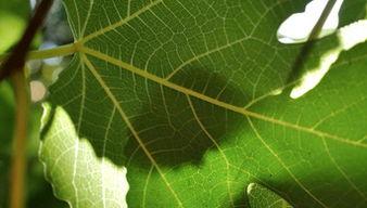 树叶最新爆料视频大全,揭秘娱乐圈幕后真相